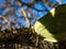 Macro shot of first yellow spring adult male butterfly - The common brimstone in early spring on tree branches