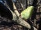 Macro shot of first yellow spring adult male butterfly - The common brimstone in early spring on tree branches