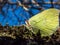 Macro shot of first yellow spring adult male butterfly - The common brimstone in early spring on tree branches