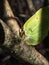 Macro shot of first yellow spring adult male butterfly - The common brimstone in early spring on tree branches