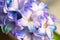 Macro shot of a flower. Blooming hyacinth close-up.