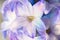 Macro shot flower. Blooming hyacinth close-up.
