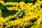 Macro shot of a Flower chafers on blur yellow plants in the garden