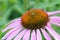 Macro shot of the flower (echinacea)