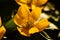 Macro shot of a flower of the winter aconite in sunlight with details.