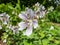 Macro shot of flowering plant with rounded, palmate leaves and 5-petalled pale pink flowers striped with violet veins - Renard