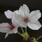 Macro shot of flowers -Cherry blossoms