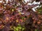 Macro shot of flowers of smokebush Cotinus coggygria `Royal Purple` with attractive rich maroon-red foliage of rounded leaves