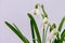 Macro shot of flowers snowdrops with raindrops.