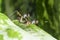 A macro shot of fly, insects mating