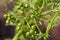 Macro shot of fresh green coriander Coriandrum sativum  seeds on plant.