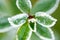 Macro shot of frost covered leaves