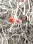 Macro shot of frozen and frosted red wild roses and branches during winter