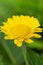 Macro Shot of Gerbera Asteraceae of Hybrida Festival Sort Flower Herbera