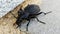 macro shot of a goat ground beetle