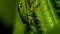 Macro shot of a golden bronze insect perched on the fronds of an emerald shrub