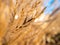 Macro shot of grass detail. Golden background of ornamental plant silvergrass Miscanthus with backlight sun