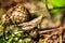 Macro shot of grasshopper, caught while picking mushrooms and cranberries in forest in early autumn.