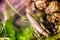 Macro shot of grasshopper, caught while picking mushrooms and cranberries in forest in early autumn.