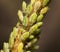 Macro shot of green Aphids on the stem.