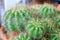 Macro shot of green barrel cactus.