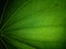 Macro shot of a green butterfly leaf