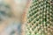 Macro shot of a green cacti or cactus and its thorns or spines