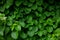 Macro shot of green leaf shrub natural spring summer background, Wall shrubs