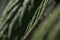 Macro shot of green leaf of wild viburnum