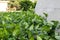 Macro shot of green leave in bushes along with wall against blurry background. nature concept