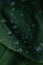 Macro shot of green leaves of lily of the valley. Leaf texture, raindrops