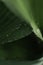 Macro shot of green leaves of lily of the valley. Leaf texture, raindrops