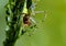 Macro shot of a green lynx spider (Peucetia viridans) eating an insect on the plant