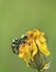 Macro shot of green meadow bugs mating