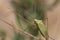 Macro shot of a green shield bug on a plant