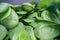 Macro shot of green spinach leafs. Bunch of spinach vegetable leafs stacked on top of each other. Urban farming, healthy eating