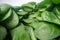 Macro shot of green spinach leafs. Bunch of spinach vegetable leafs stacked on top of each other. Urban farming, healthy eating