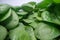 Macro shot of green spinach leafs. Bunch of spinach vegetable leafs stacked on top of each other. Urban farming, healthy eating