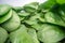 Macro shot of green spinach leafs. Bunch of spinach vegetable leafs stacked on top of each other. Urban farming, healthy eating