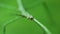 Macro shot of green walking stick, stick bug, phobaeticus serratipes head. Animal, nature