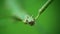 Macro shot of green walking stick, stick bug, phobaeticus serratipes head. Animal, nature