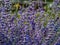 Macro shot of group of Lavender flowers