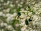 Macro shot of a group of metallic rose chafers or the green rose chafers Cetonia aurata crawling on a white flower in sunlight