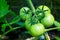 Macro shot of group of unripe tomatoes