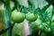 Macro shot of group of unripe tomatoes