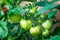 Macro shot of group of unripe tomatoes