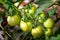 Macro shot of group of unripe tomatoes