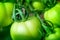 Macro shot of group of unripe tomatoes