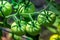 Macro shot of group of unripe tomatoes