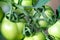 Macro shot of group of unripe tomatoes